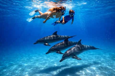 Dolphin Swims