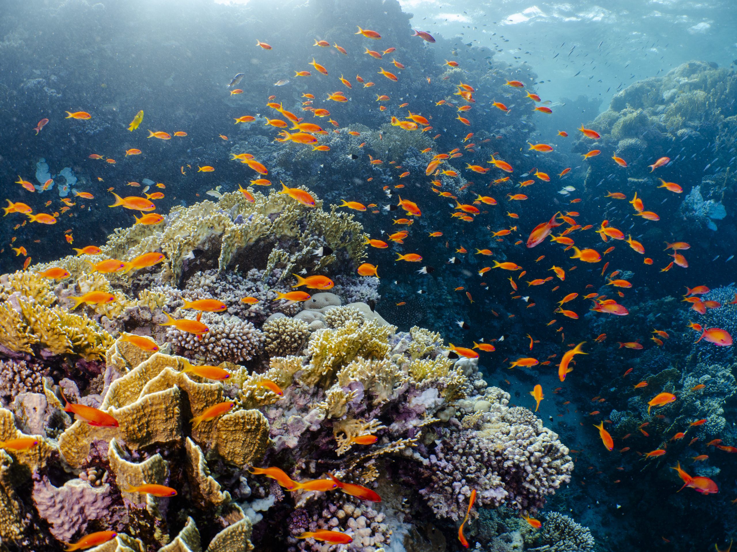 Marine Life